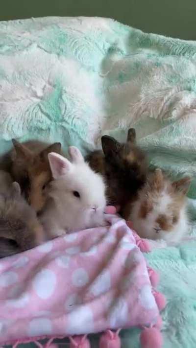 Baby Bunnies