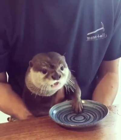 This Otter eating a Cheese Cube