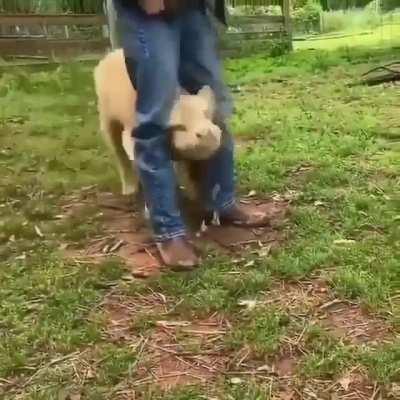 Calf wants to play