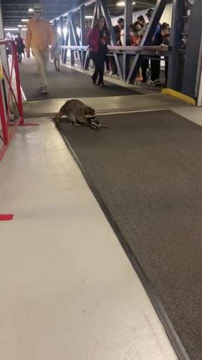 Raccoon baby falls down from ceiling into a walkway and starts crying. Mom comes to the rescue.