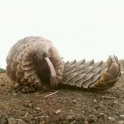 This is what a Pangolin's tongue looks like