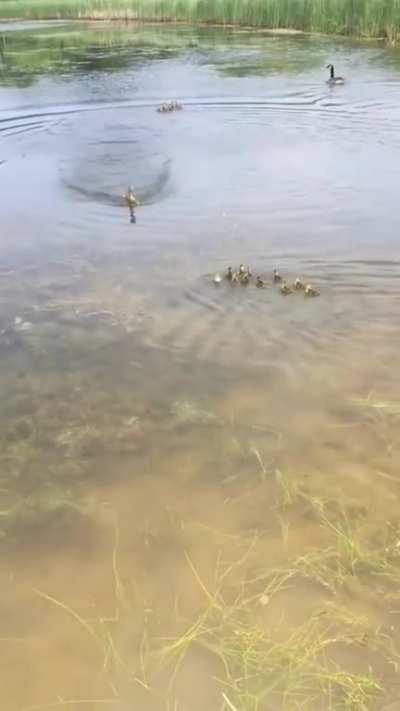 duck mom imediately adopts 10 ducklings who were left alone