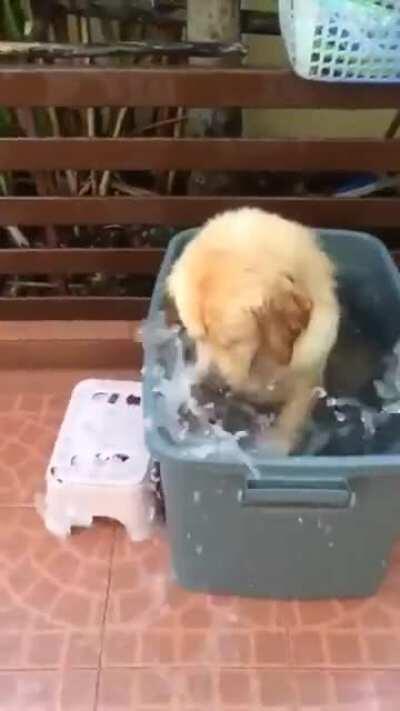 dog having fun in water ♥ ♥ ♥