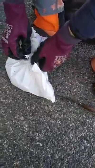 Garbage men save kittens from trash