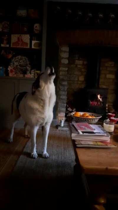 My dog, George, has gone 7 years of his life never howling. Last summer, my Dad started to learn the accordion and George decided to give us a Christmas performance