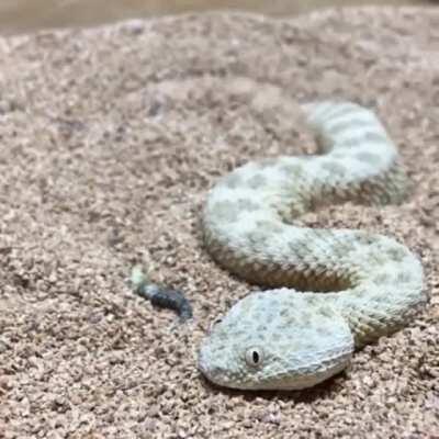 Saharan sand snake concealing itself