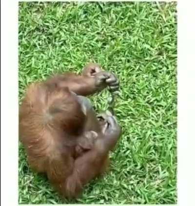 Sunglasses accidentally dropped into a zoo orangutan enclosure [From r/aww]