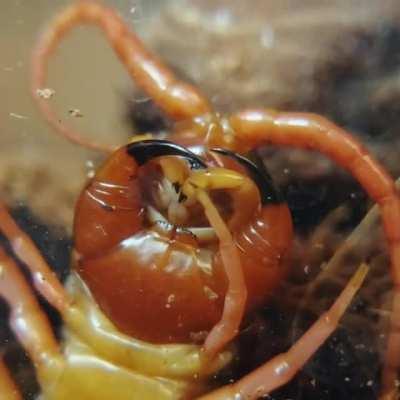 Here is a neat little video I took of my Scolopendra Dehaani cleaning himself. He is so thorough! 😍