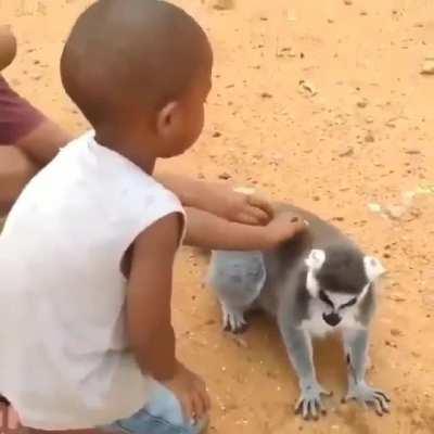 Lemur asks for back scratch