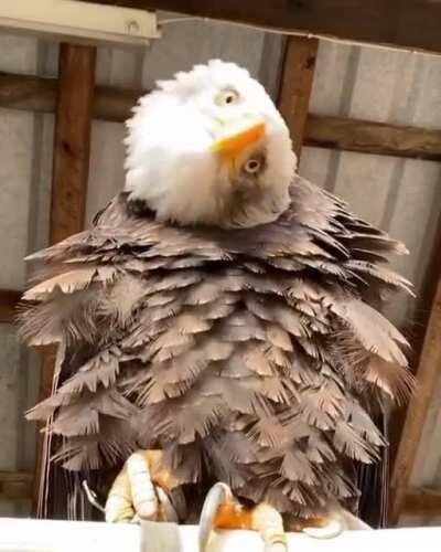 A beautiful bald eagle