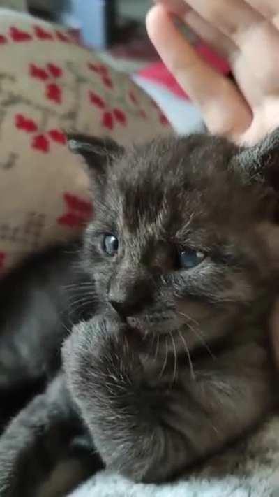 Little kitten polishing his paws