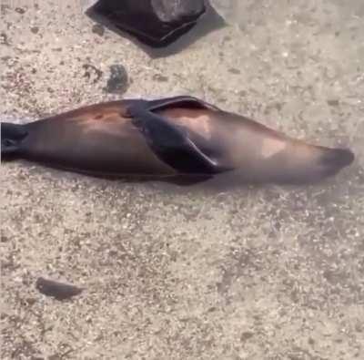 🔥 This seal has reached peak level of chill