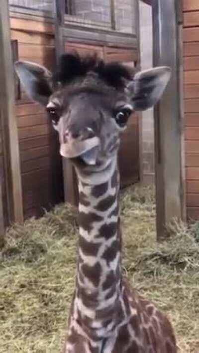 Derpy Giraffe