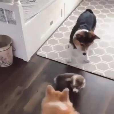 Parents play with baby corgi