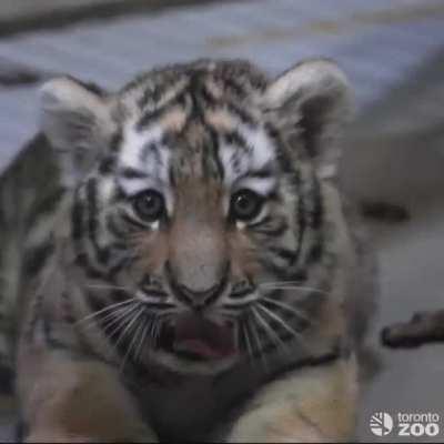 Sleepy little tiger cub