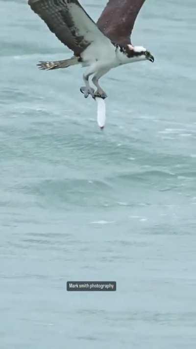 Photographer Mark Smith captures an amazing moment where an osprey emerges from the ocean clawed onto its prey