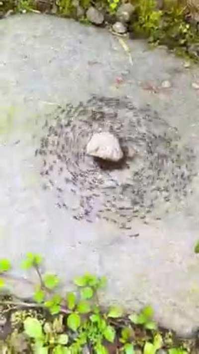 Ants in a Death Spiral.