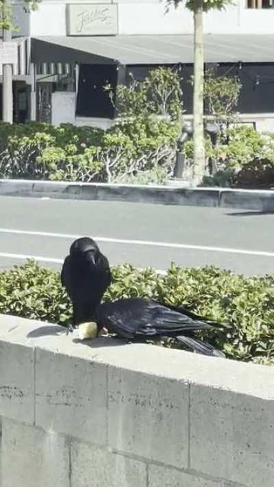 Crow steals other crow’s apple 🥸