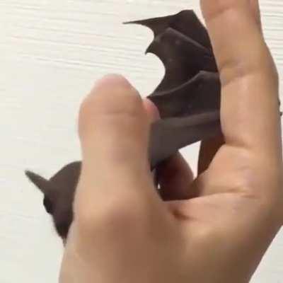 baby bat🦇💕lick lick lick lick