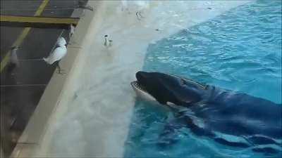 Orca brings a fish as bait and patiently waits for a bird to take it, so that it can attack the bird