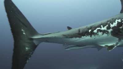 🔥 Battle-hardened Great White shark swimming near the Neptune Islands