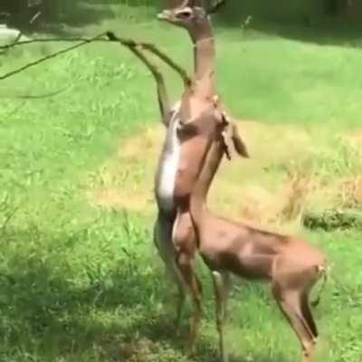 A Gerenuk couple out on a date.. The female picks out the branch she likes and the male bends it to let female feed.. 😊