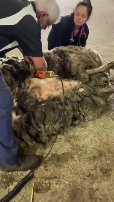 Sheep with an insane amount of wool finally sheared after being loose for years