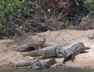 🔥 Crocodiles: When you've been on a diet for an hour, and the food itself starts flirting with you.