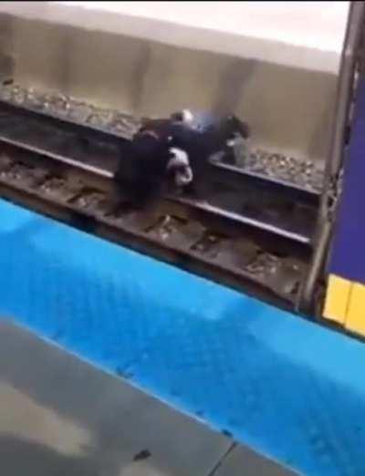 Chicago: fighting on the train tracks, electrocuted