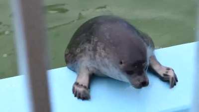 seals