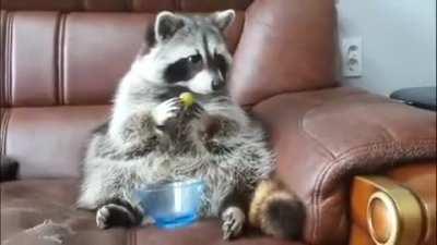 Racoon: Where are my grapes???