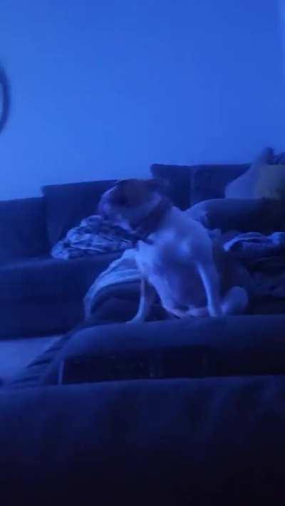 DOG FINDS COUCH ECSTASY!