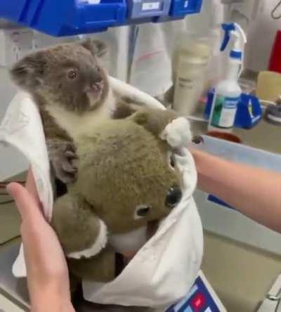 Koala getting weighed