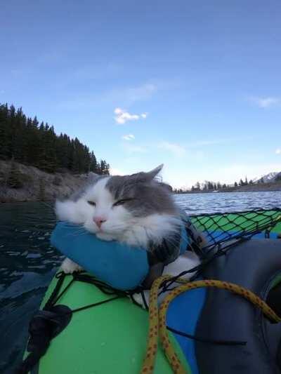 I take my cat on adventures but he just sleeps through them.