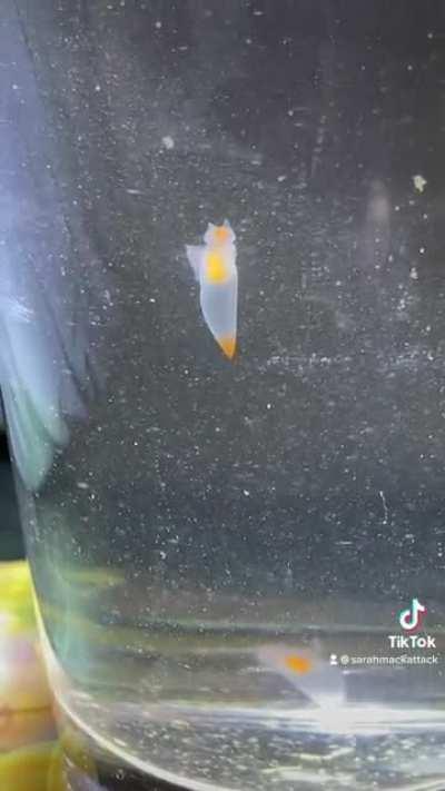 Sea Angel bumps their head on surface tension