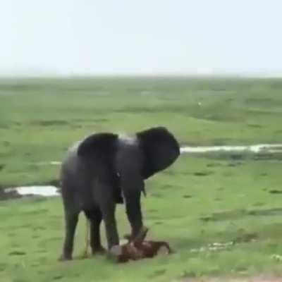 Elephant female gives birth to a baby!