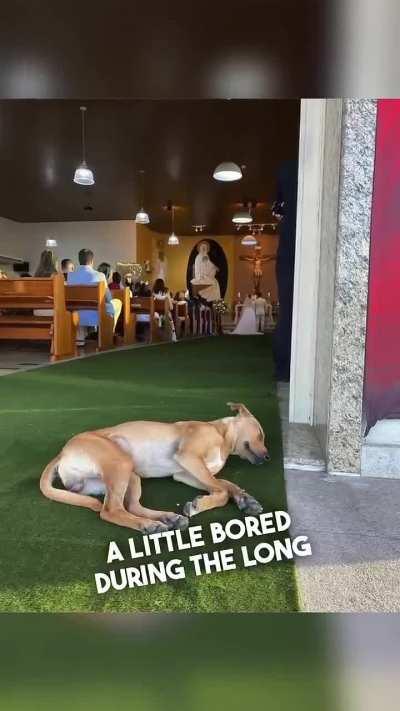 This stray dog crashed a wedding and got adopted by the bride and groom