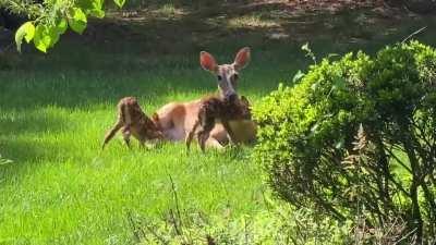 Baby deer in my parents yard