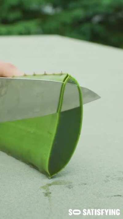 Slicing this aloe vera