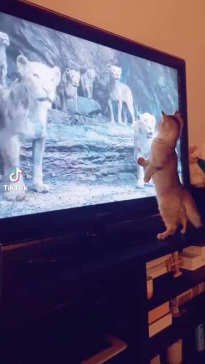 Kitty watching lion king