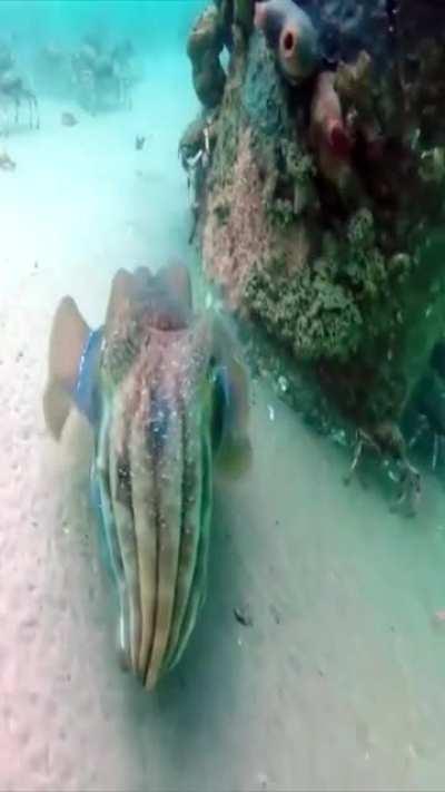 🔥 Alien of the seas, a Cuttlefish 🔥