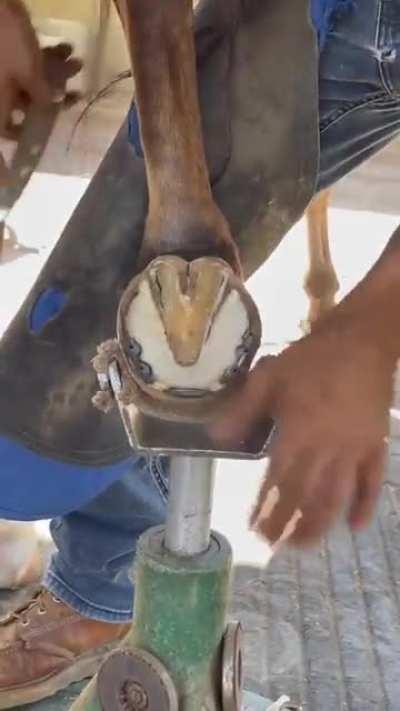 horse getting a pedicure