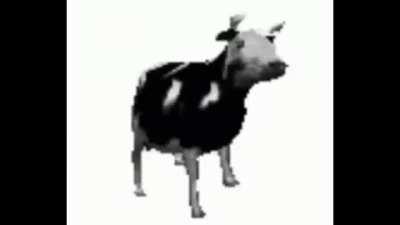 VAMOS LA VACA