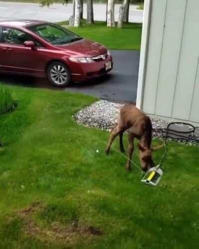 🔥 Moose calf using a family’s sprinkler to take a shower 🔥