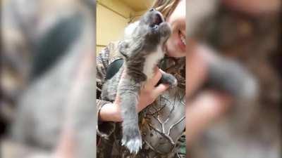 Baby wolf howling 🐺