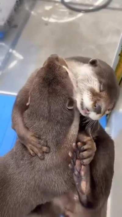 Otters hugging each other