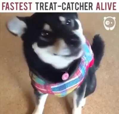 heck!fastest dog alive