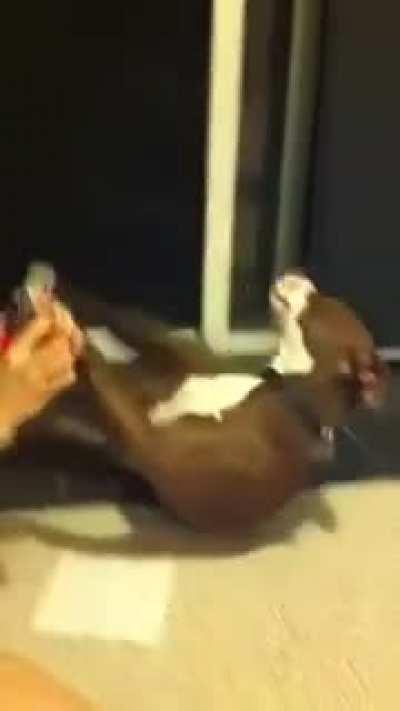 Overdramatic dog faints out when somebody cuts his nails