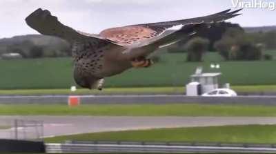 Fascinating footage of a kestrel hovering with its head held perfectly still as it hunts for prey.