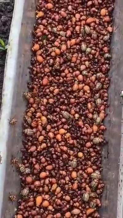 The farmer who found a way to get rid of agricultural pests without using pesticides. This is brilliant and they are still alive.